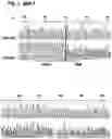Fig. 02 - MAMMALIAN CELL LINES WITH GENE KNOCKOUT