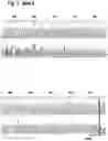 Fig. 03 - MAMMALIAN CELL LINES WITH GENE KNOCKOUT