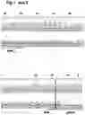 Fig. 04 - MAMMALIAN CELL LINES WITH GENE KNOCKOUT
