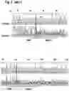 Fig. 05 - MAMMALIAN CELL LINES WITH GENE KNOCKOUT
