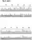 Fig. 06 - MAMMALIAN CELL LINES WITH GENE KNOCKOUT