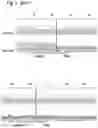 Fig. 08 - MAMMALIAN CELL LINES WITH GENE KNOCKOUT