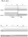 Fig. 10 - MAMMALIAN CELL LINES WITH GENE KNOCKOUT