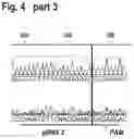 Fig. 12 - MAMMALIAN CELL LINES WITH GENE KNOCKOUT