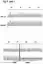 Fig. 13 - MAMMALIAN CELL LINES WITH GENE KNOCKOUT