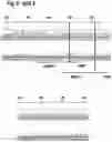 Fig. 14 - MAMMALIAN CELL LINES WITH GENE KNOCKOUT
