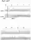 Fig. 15 - MAMMALIAN CELL LINES WITH GENE KNOCKOUT