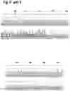 Fig. 16 - MAMMALIAN CELL LINES WITH GENE KNOCKOUT