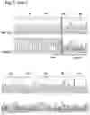 Fig. 17 - MAMMALIAN CELL LINES WITH GENE KNOCKOUT