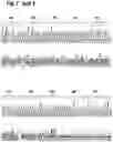 Fig. 18 - MAMMALIAN CELL LINES WITH GENE KNOCKOUT