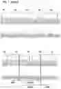Fig. 19 - MAMMALIAN CELL LINES WITH GENE KNOCKOUT