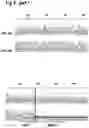 Fig. 20 - MAMMALIAN CELL LINES WITH GENE KNOCKOUT