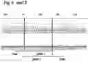 Fig. 21 - MAMMALIAN CELL LINES WITH GENE KNOCKOUT