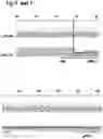 Fig. 22 - MAMMALIAN CELL LINES WITH GENE KNOCKOUT