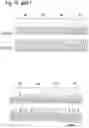 Fig. 24 - MAMMALIAN CELL LINES WITH GENE KNOCKOUT