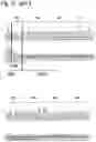 Fig. 25 - MAMMALIAN CELL LINES WITH GENE KNOCKOUT