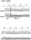 Fig. 28 - MAMMALIAN CELL LINES WITH GENE KNOCKOUT