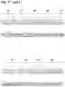 Fig. 29 - MAMMALIAN CELL LINES WITH GENE KNOCKOUT