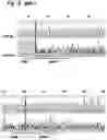 Fig. 31 - MAMMALIAN CELL LINES WITH GENE KNOCKOUT