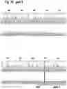 Fig. 33 - MAMMALIAN CELL LINES WITH GENE KNOCKOUT