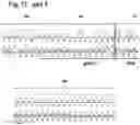 Fig. 36 - MAMMALIAN CELL LINES WITH GENE KNOCKOUT