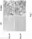 Fig. 02 - CONSTRUCTS AND METHODS FOR DELIVERING MOLECULES VIA VIRAL VECTORS WITH BLUNTED INNATE IMMUNE RESPONSES