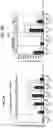 Fig. 03 - CONSTRUCTS AND METHODS FOR DELIVERING MOLECULES VIA VIRAL VECTORS WITH BLUNTED INNATE IMMUNE RESPONSES
