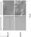 Fig. 10 - CONSTRUCTS AND METHODS FOR DELIVERING MOLECULES VIA VIRAL VECTORS WITH BLUNTED INNATE IMMUNE RESPONSES