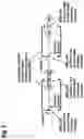 Fig. 03 - NUCLEIC ACID CONSTRUCTS FOR SIMULTANEOUS GENE ACTIVATION