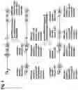 Fig. 05 - NUCLEIC ACID CONSTRUCTS FOR SIMULTANEOUS GENE ACTIVATION