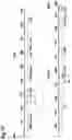 Fig. 12 - NUCLEIC ACID CONSTRUCTS FOR SIMULTANEOUS GENE ACTIVATION