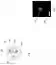 Fig. 02 - Synell Creation, Evolution, And Digital Transmission