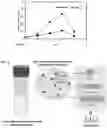 Fig. 04 - RECOMBINANT ENDOXYLANASES AND RELATED COMPOSITIONS AND METHODS OF USE
