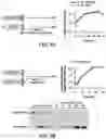 Fig. 11 - Evolution of tRNA synthetases