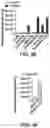 Fig. 17 - Evolution of tRNA synthetases
