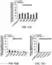 Fig. 21 - Evolution of tRNA synthetases