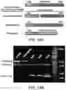 Fig. 23 - Evolution of tRNA synthetases
