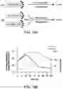Fig. 34 - Evolution of tRNA synthetases