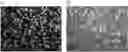 Fig. 01 - COMBINED MULTIPLE-DISPLACEMENT AMPLIFICATION AND PCR IN AN EMULSION MICRODROPLET