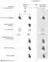 Fig. 04 - ANALYSIS OF CRISPR-CAS BINDING AND CLEAVAGE SITES FOLLOWED BY HIGH-THROUGHPUT SEQUENCING (ABC-SEQ)