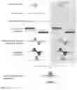 Fig. 07 - ANALYSIS OF CRISPR-CAS BINDING AND CLEAVAGE SITES FOLLOWED BY HIGH-THROUGHPUT SEQUENCING (ABC-SEQ)
