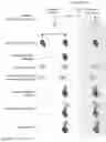 Fig. 08 - ANALYSIS OF CRISPR-CAS BINDING AND CLEAVAGE SITES FOLLOWED BY HIGH-THROUGHPUT SEQUENCING (ABC-SEQ)
