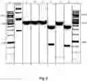 Fig. 11 - METHOD FOR PRODUCING RNA