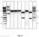 Fig. 12 - METHOD FOR PRODUCING RNA