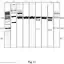 Fig. 13 - METHOD FOR PRODUCING RNA