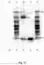 Fig. 15 - METHOD FOR PRODUCING RNA