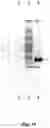 Fig. 16 - METHOD FOR PRODUCING RNA