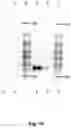 Fig. 18 - METHOD FOR PRODUCING RNA