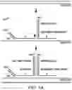 Fig. 09 - PROBES FOR IMPROVED MELT DISCRIMINATION AND MULTIPLEXING IN NUCLEIC ACID ASSAYS