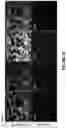 Fig. 09 - METHODS FOR MULTIPLEX DETECTION OF NUCLEIC ACIDS BY IN SITU HYBRIDIZATION